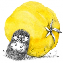 hedgehog images